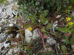 Hyoseris scabra