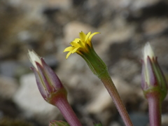 Hyoseris scabra