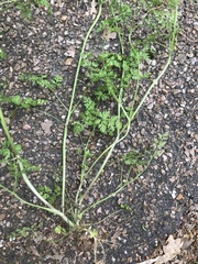 Chaerophyllum procumbens
