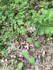 Chaerophyllum procumbens