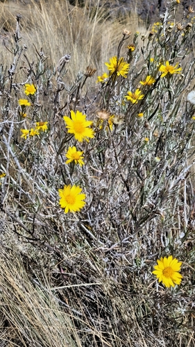 Senecio mairetianus, photograph 5