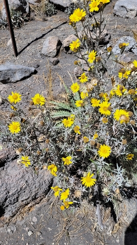 Senecio mairetianus, photograph 6