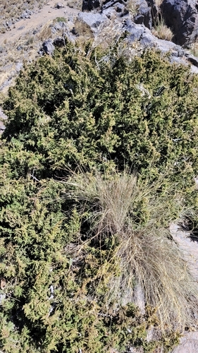 Juniperus monticola, photograph 6