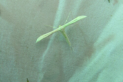 Elliot's Plume Moth photo 4