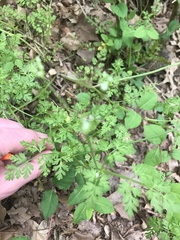 Chaerophyllum procumbens