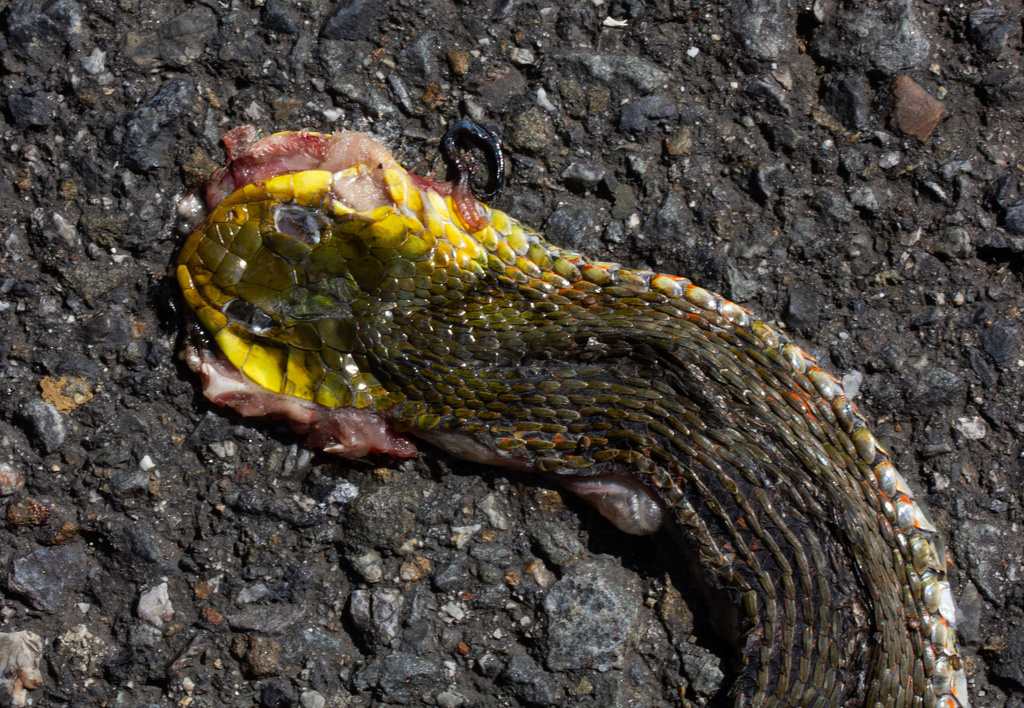 Rhabdophis tigrinus tigrinus from Kuramahommachi, Sakyo, Kyoto, Kioto