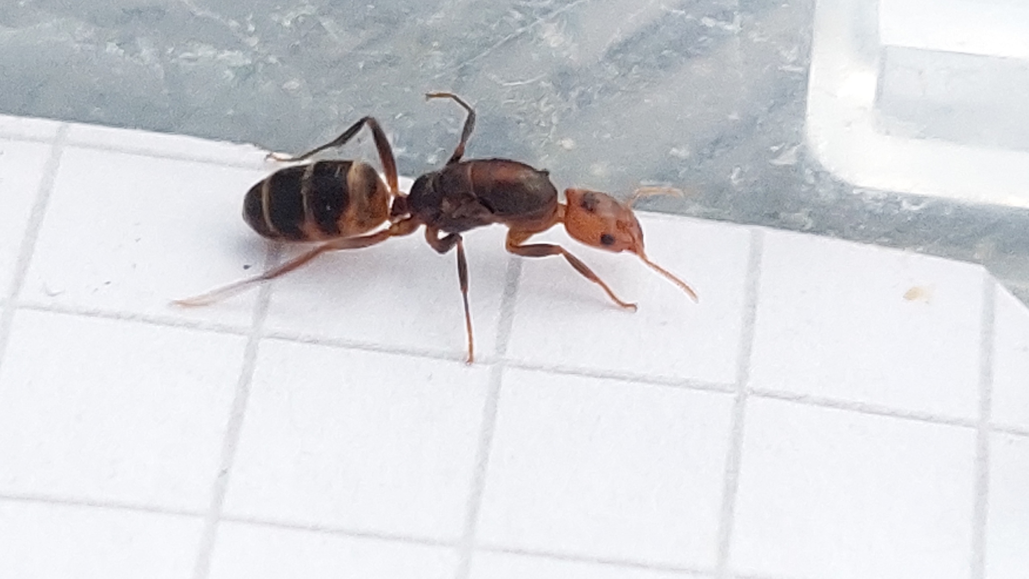 Azteca ovaticeps