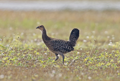 Green Junglefowl photo 3