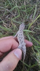 Holbrookia subcaudalis