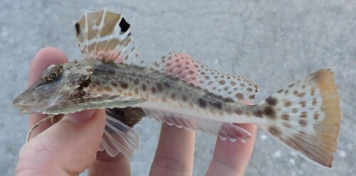 Leopard searobin (Prionotus scitulus) — Triglidae — 3