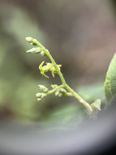Myriopus volubilis, photograph 4
