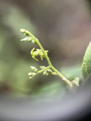 Myriopus volubilis, photograph naturedom12, CC0, iNaturalist via GBIF