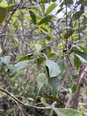Myriopus volubilis, photograph naturedom12, CC0, iNaturalist via GBIF