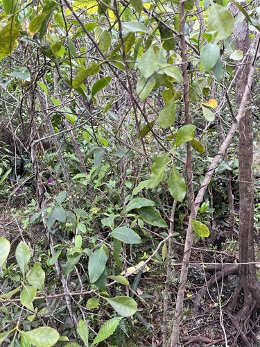 Myriopus volubilis, photograph 6