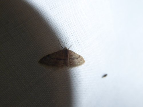 Idaea charitata