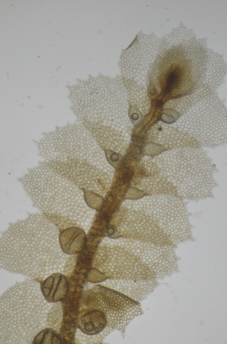 Ceratolejeunea spinosa