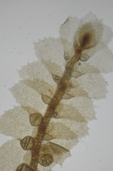 Image of Ceratolejeunea spinosa