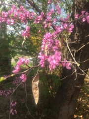 Cercis canadensis