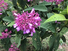 Palicourea lasiantha