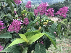 Palicourea lasiantha
