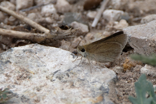 Julia's Skipper photo 2