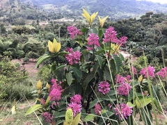 Palicourea lasiantha