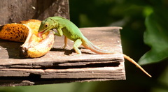 Anolis grahami