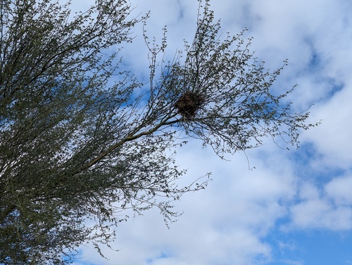 iNaturalist observation photo of Verdin