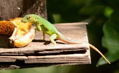 Anolis grahami