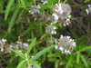 Salvia brandegeei - Photo (c) Richard Olin Wasson, algunos derechos reservados (CC BY-NC), subido por Richard Olin Wasson