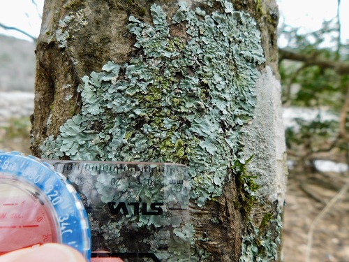 Loop lichens