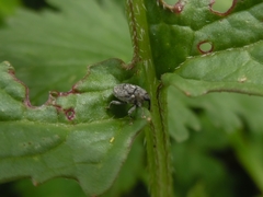 Ceutorhynchini