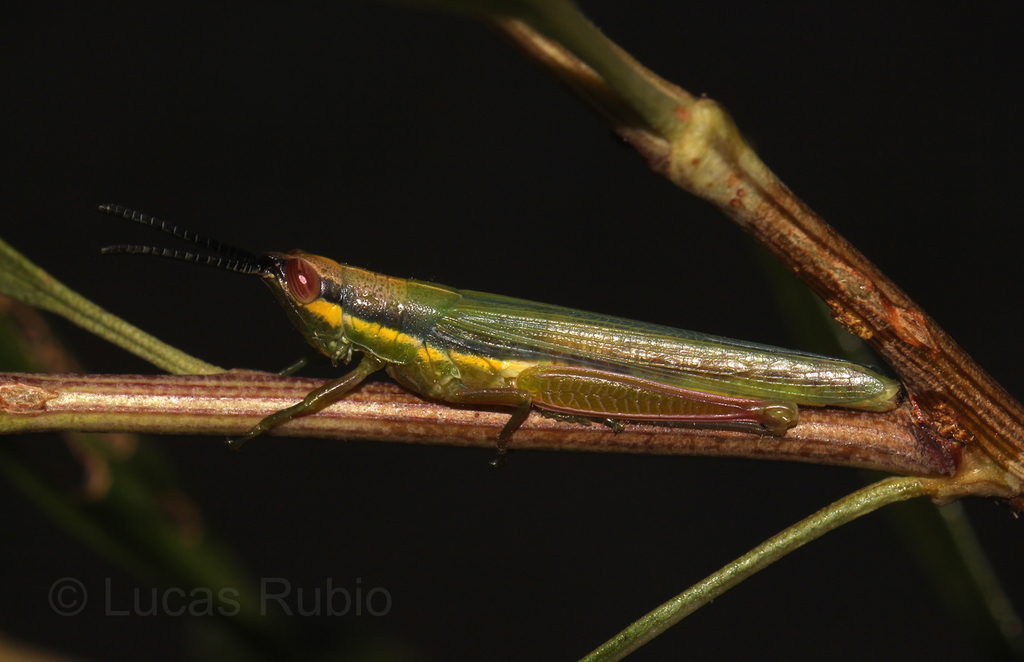 Stenopola flava