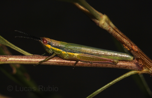 Stenopola flava