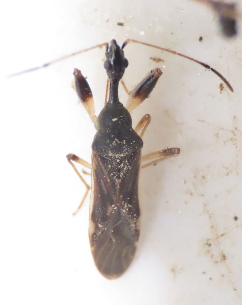 Long-necked Seed Bug From North Bethesda, Md, Usa On February 4, 2024 