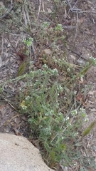 Cryptantha pterocarya
