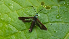 Synanthedon hela