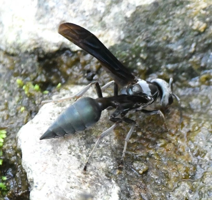 Vespidae image