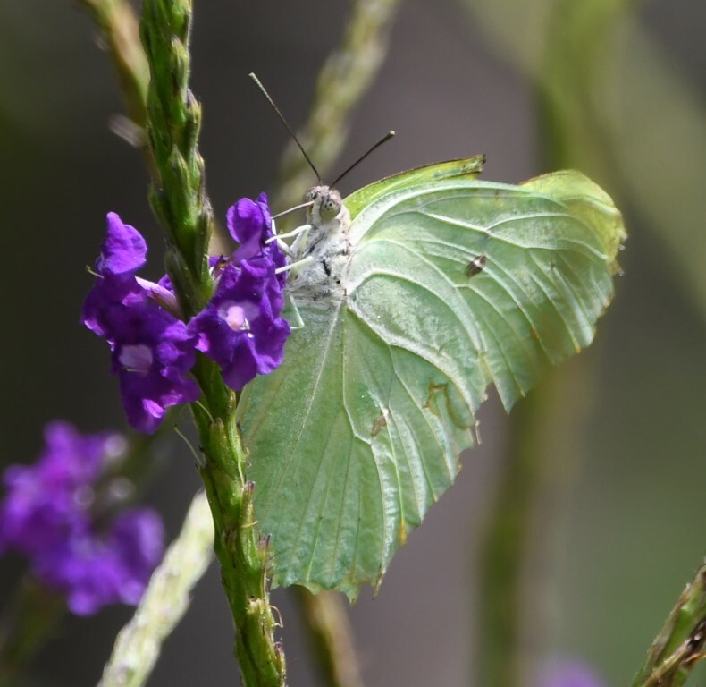 Anteos maerula image