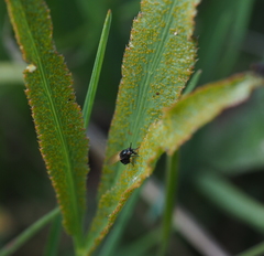 Puccinia sii-falcariae