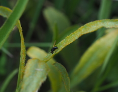 Puccinia sii-falcariae