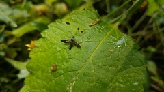 Synanthedon hela