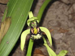 Eulophia falcigera