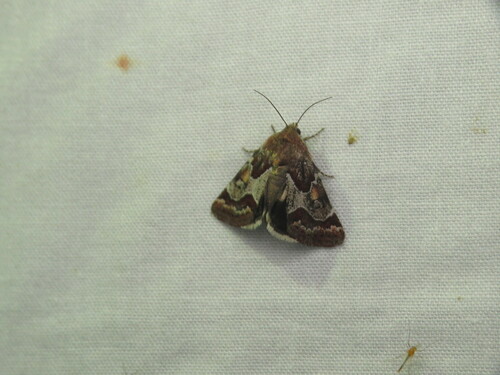 Spinose Flower Moth photo 5
