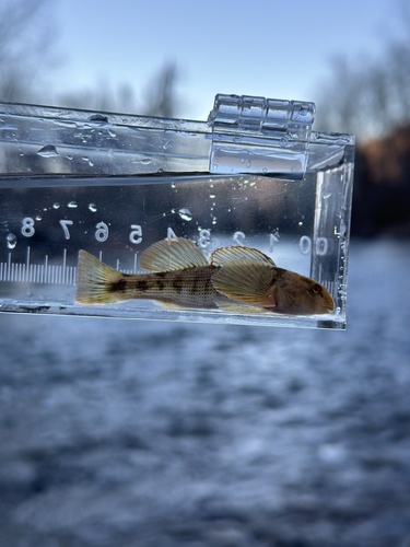 Swannanoa darter (Etheostoma swannanoa) — Percidae