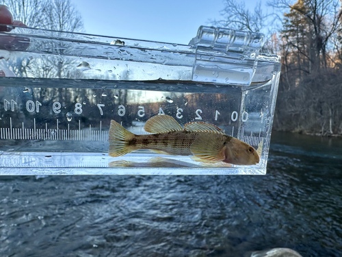 Swannanoa darter (Etheostoma swannanoa) — Percidae — 5
