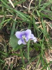 Viola sororia