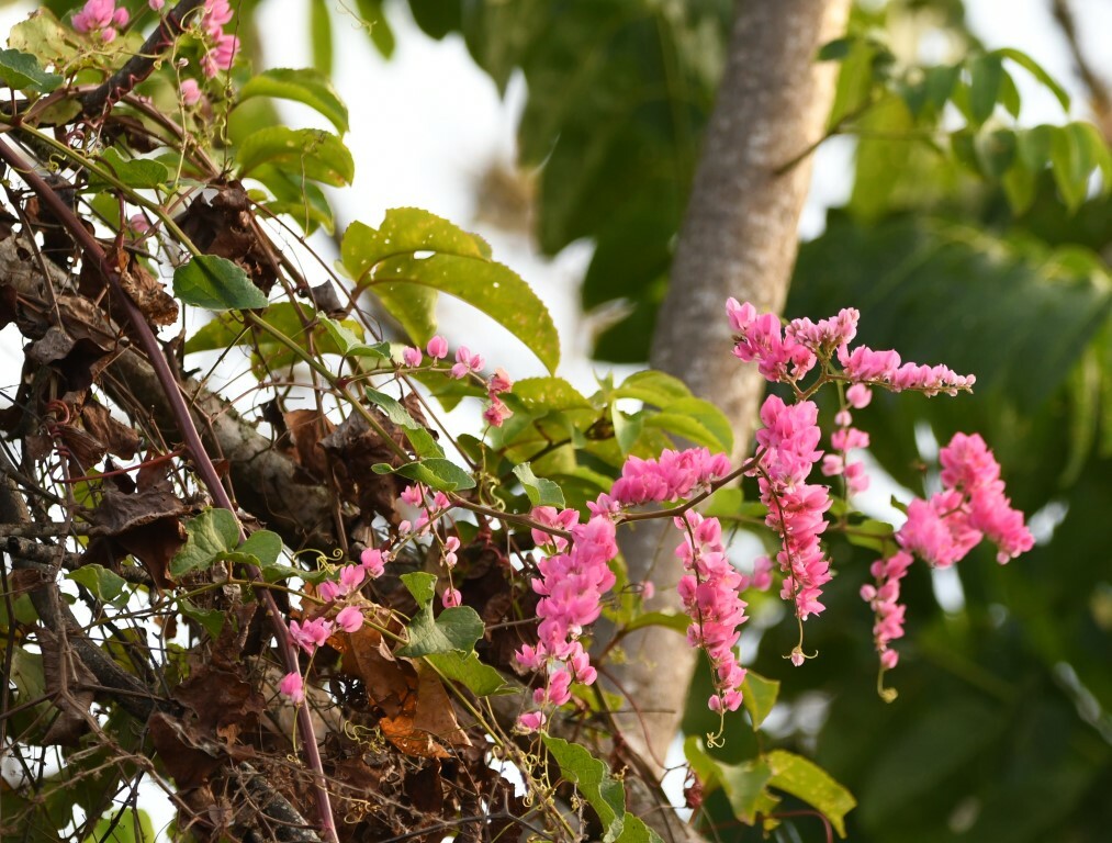 Antigonon leptopus image