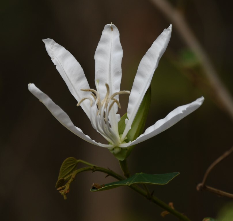 Bauhinia aculeata
