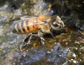 Apis mellifera image